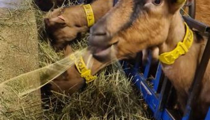 La Ferme Tout là Ô_Orcières