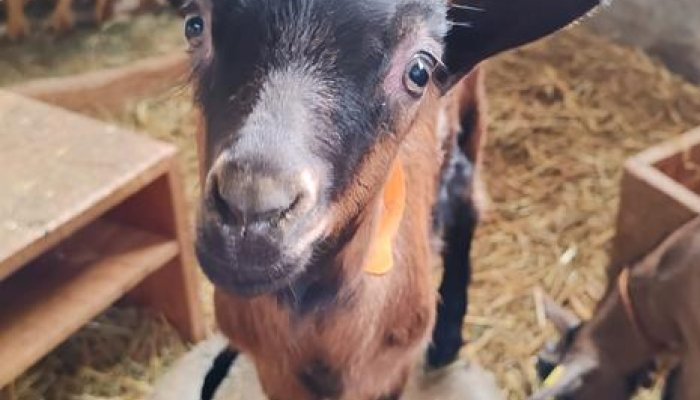 La Ferme Tout là Ô_Orcières