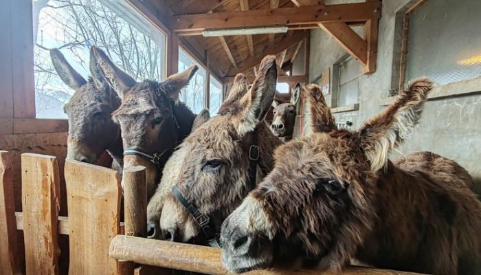 La Ferme Tout là Ô_Orcières
