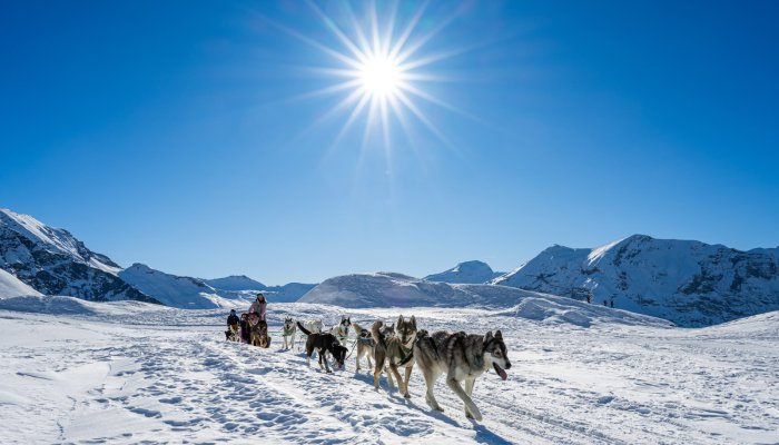 Chiens de traîneau sur le plateau de Rocherousse